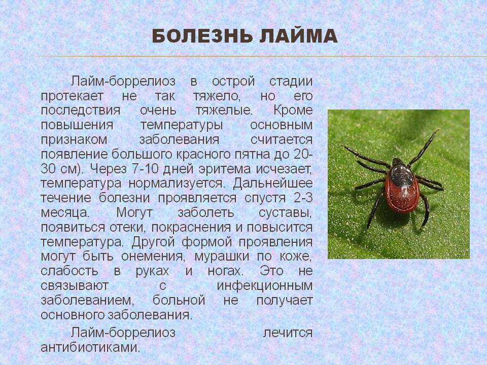 Клещевой боррелиоз, стадии и профилактика болезни