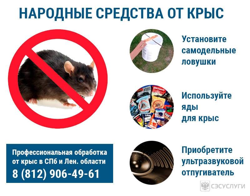 Как избавиться от мышей в квартире