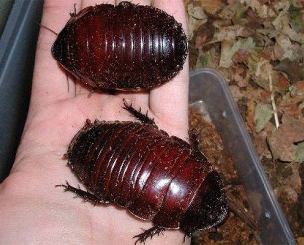 13 самых больших и удивительных насекомых