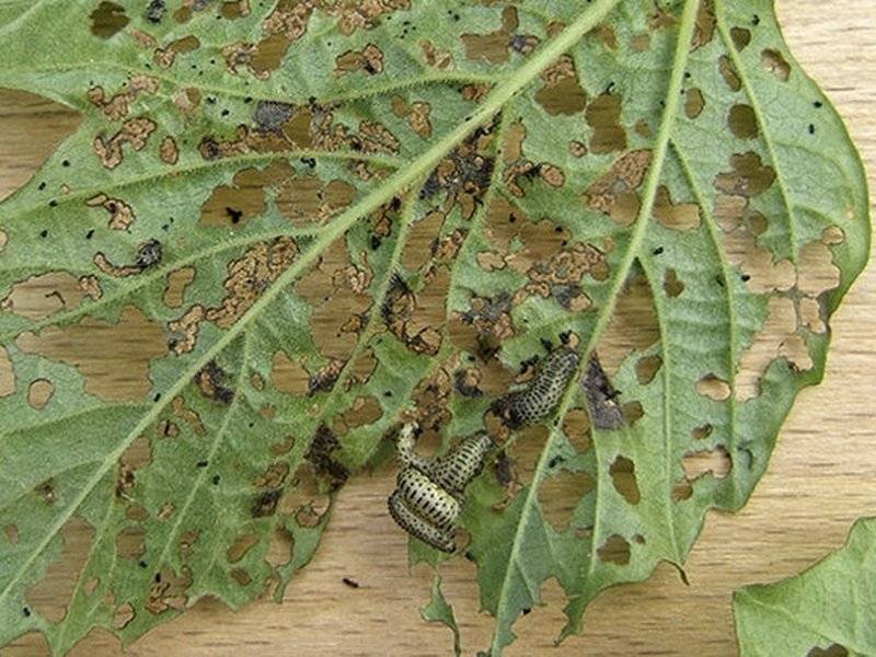 Методы борьбы с гусеницами на садовом участке - лучшие народные средства