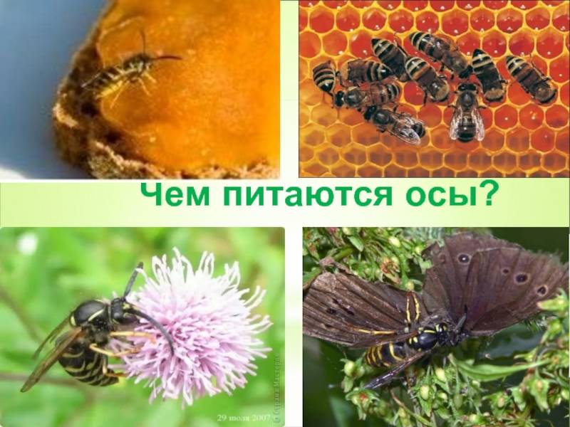 Зачем нужны осы – их роль и функции в природе