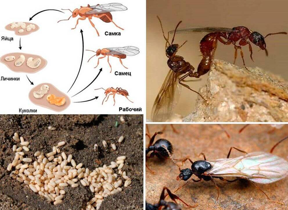 Сколько живут рыжие муравьи