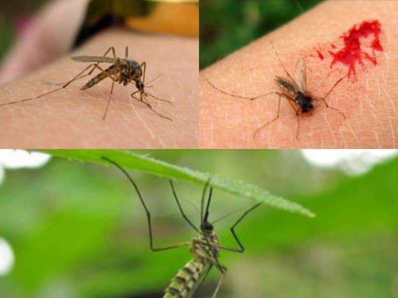 Почему комары пьют кровь и как они это делают