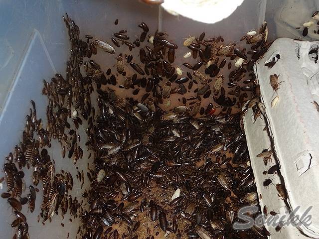 Гнездо тараканов: фото, описание, как найти