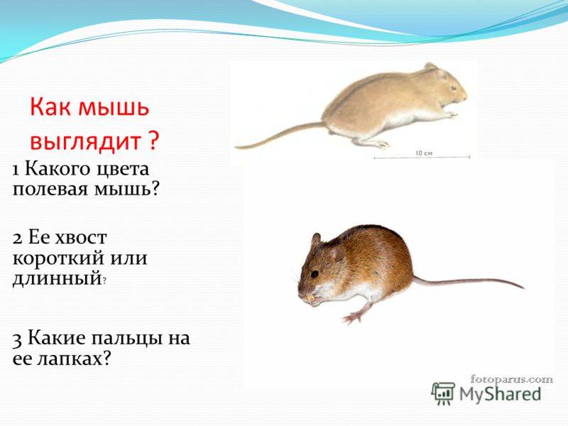 Возраст мышей или сколько они живут в домашних условиях и дикой природе