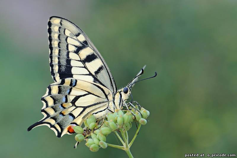 20 волшебных преображений: самые необычные бабочки и их гусеницы
