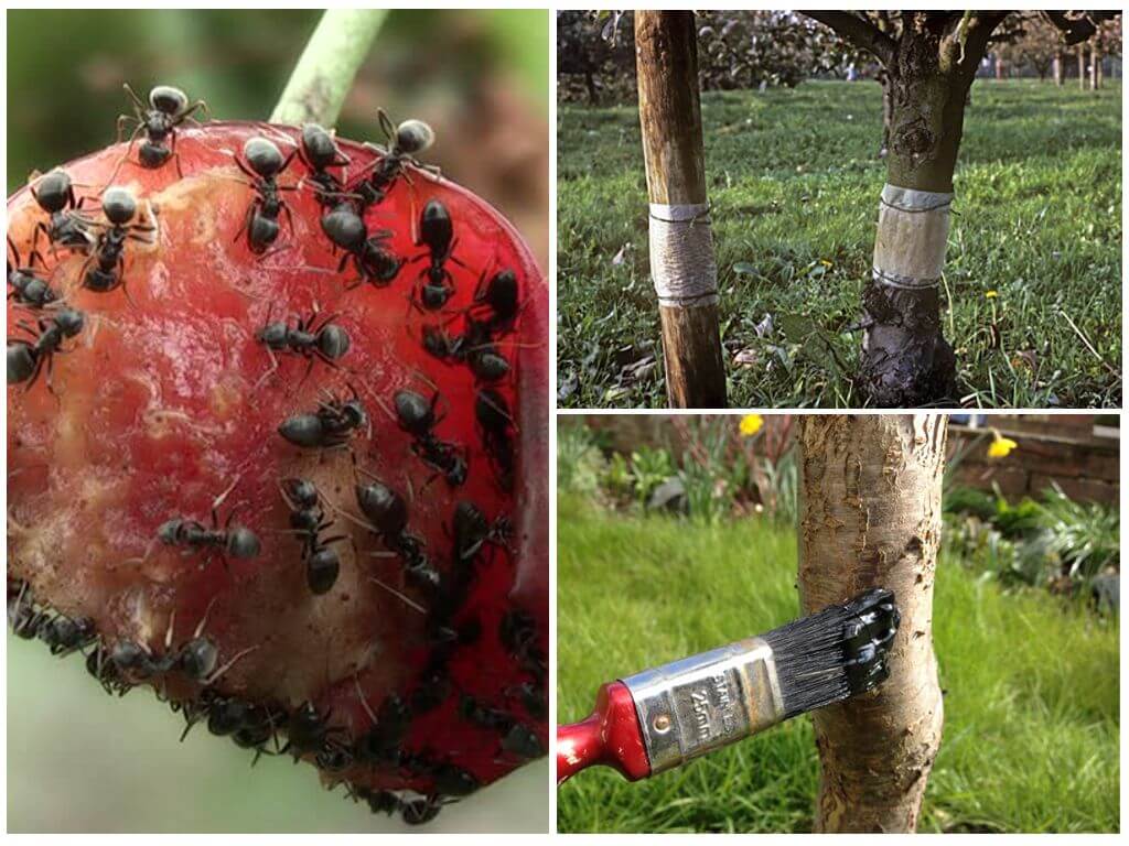 Как защитить плодовые деревья от муравьев