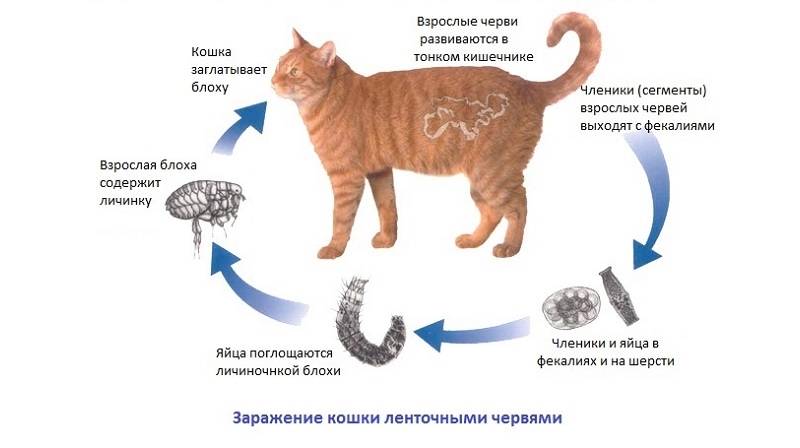 Можно ли заразиться от кошки глистами, какие из них передаются человеку?