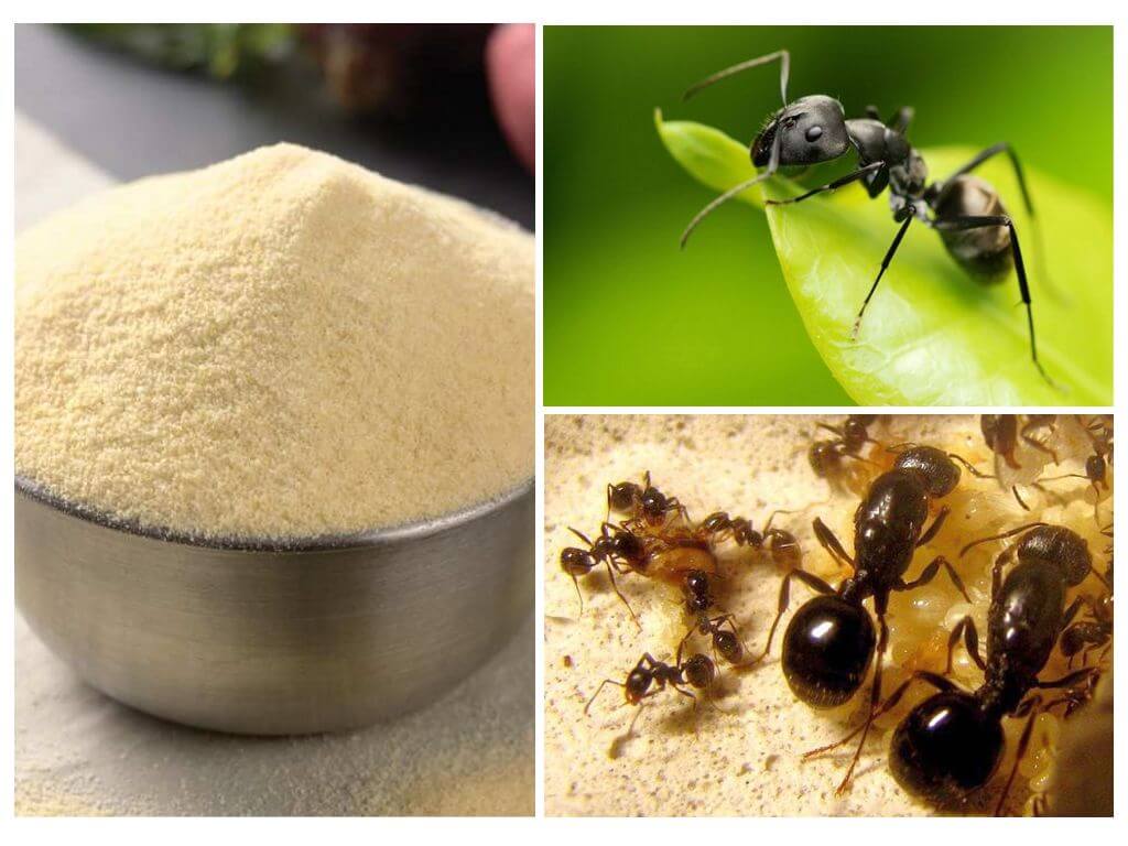 10 способов избавиться от муравьев в теплице навсегда: без вреда для растений