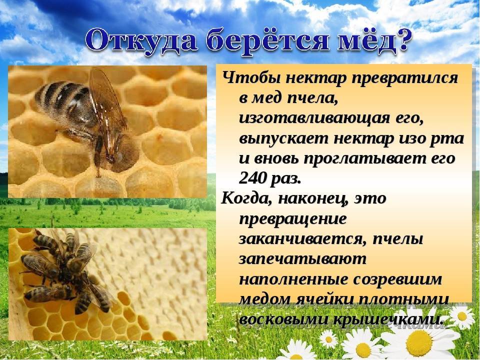 Неполезный для пчёл мёд, или что едят пчёлы зимой? фото — ботаничка