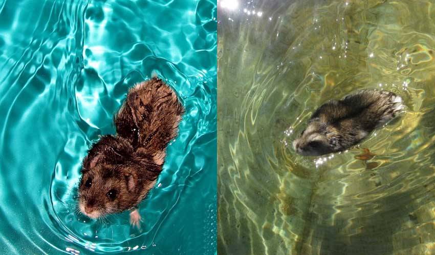 Крысы плавают в воде