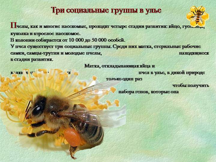 Интересные факты о пчелах для детей