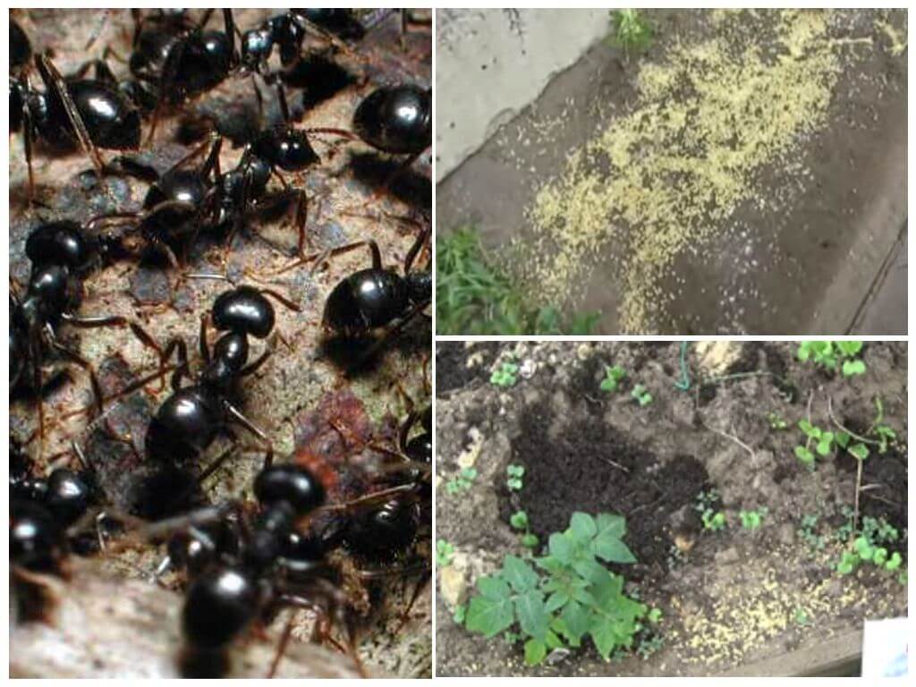 Как избавиться от муравьев на участке - пошаговый план
как избавиться от муравьев на участке - пошаговый план