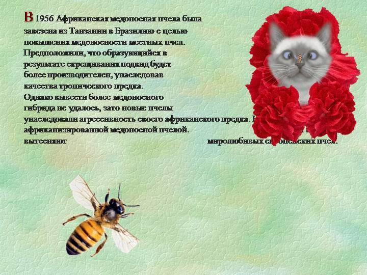 Интересные факты о пчелах, о которых мало кто знает