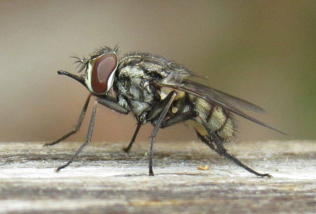Почему мухи кусаются, особенно, в конце лета? / как избавится от насекомых в квартире