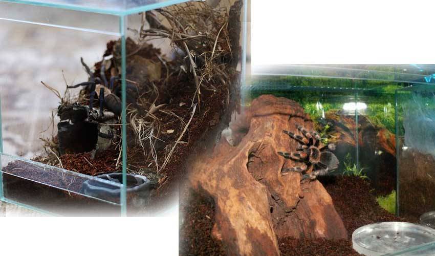 Содержание пауков-птицеедов в домашнем террариуме | мир животных и растений