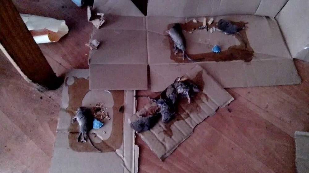 Что делать, если завелись крысы в квартире?