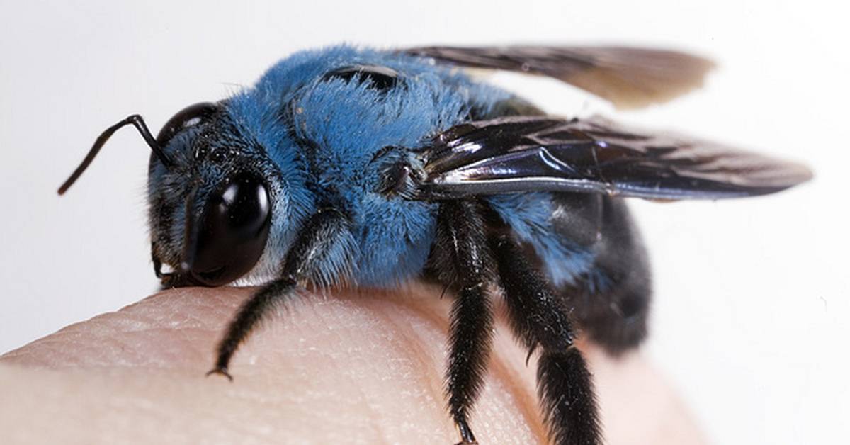 Черная пчела с синими крыльями или пчела плотник