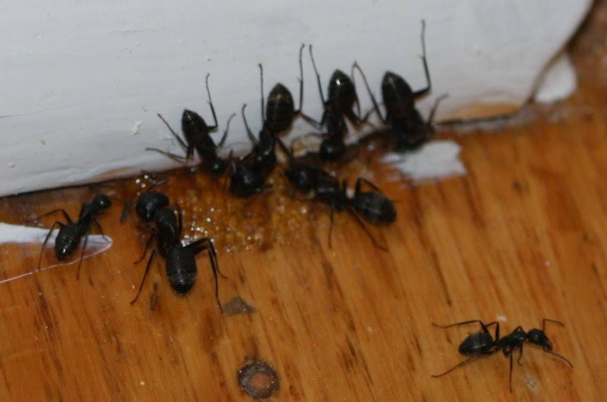 Муравьи в бане: почему там появляются эти насекомые и как от них избавиться