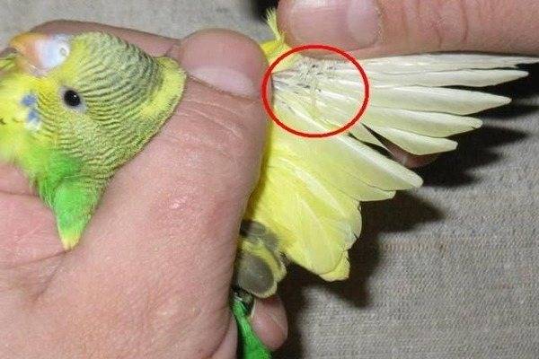 Клещ у волнистого попугая: симптомы и лечение чесоточного мазью