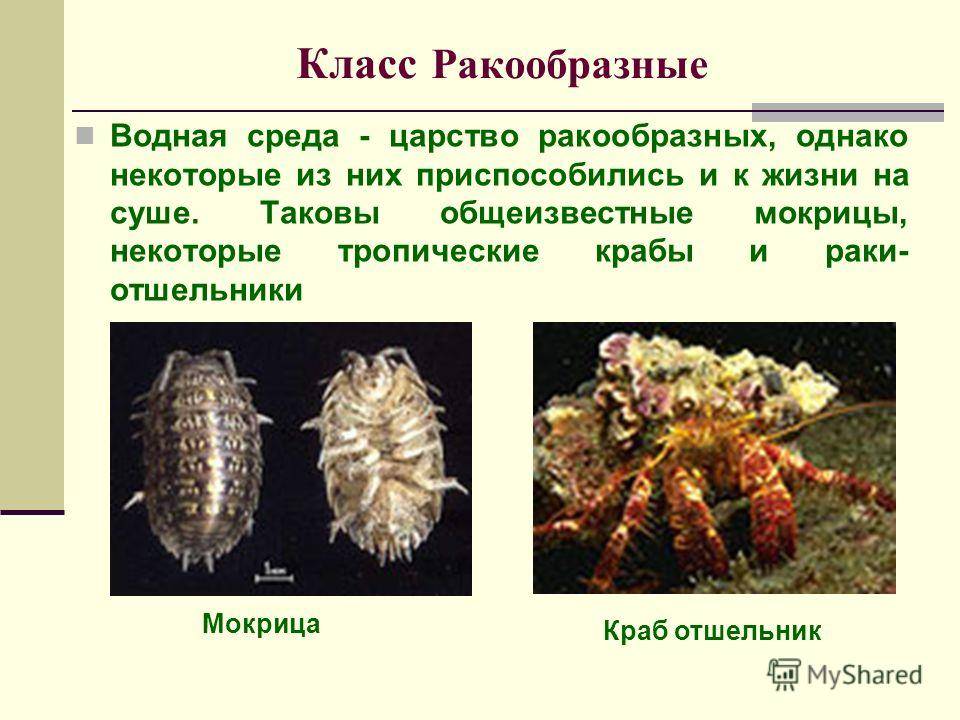 Мокрица: как выглядит насекомое, чем питается, виды, к какому классу относятся, откуда берутся в доме