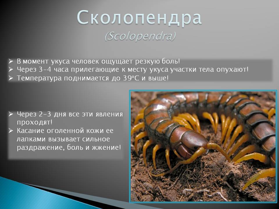 Скалапендрия: фото и особенности многоножки-сколопендры
