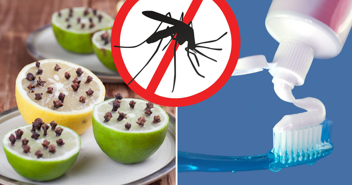 Комары в доме — опасность для человека