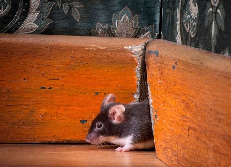Как и какими средствами бороться в частных домах с мышами