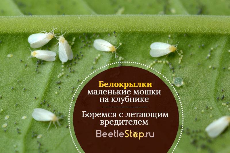 Белокрылка и меры борьбы с вредителем . как избавиться от белокрылки? фото — ботаничка