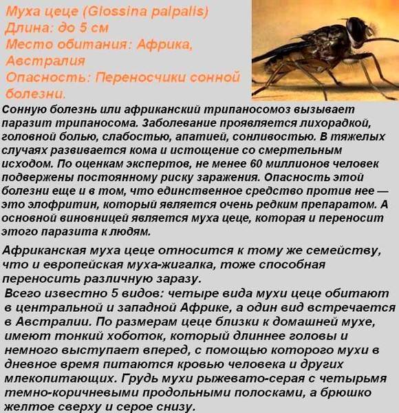 Какие болезни переносят комары в россии: малярия, болезнь зика, лимфатический филяриатоз, желтая лихорадка, туляремия