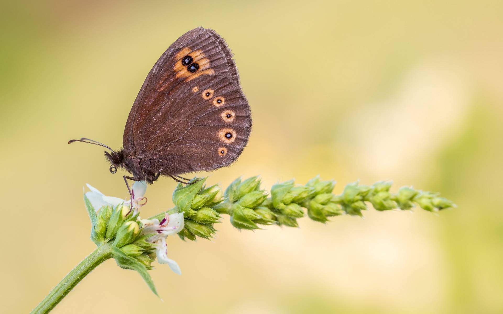Бабочка и гусеница златогузки – фото и описание