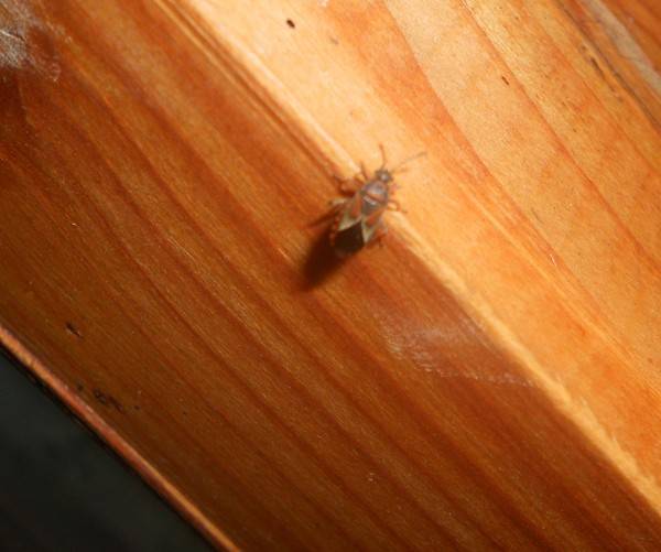 Избавляемся от пчелиного гнезда на балконе — простые и эффективные методы