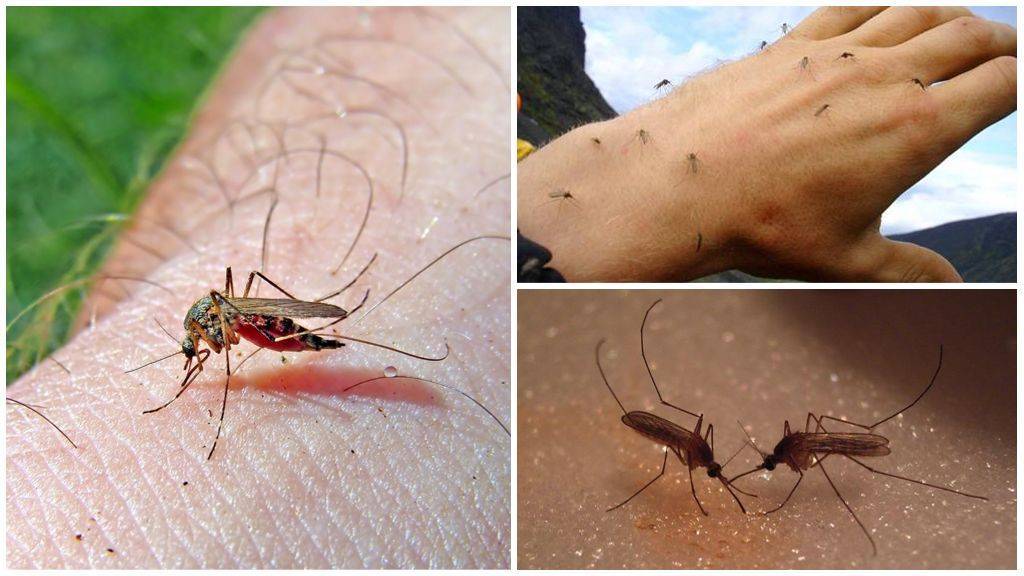 Аллергия на укус комаров у детей и взрослых: симптомы и лечение