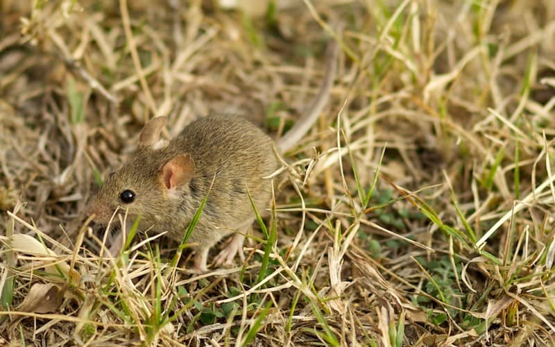 Как бороться с мышами и другими грызунами в каркасном доме