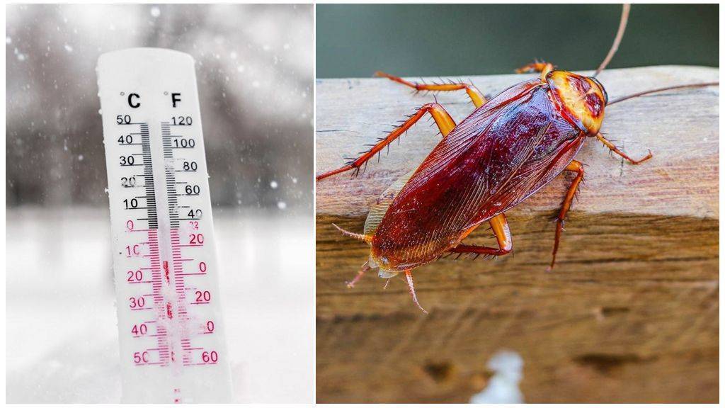 При какой температуре умирают тараканы и их личинки