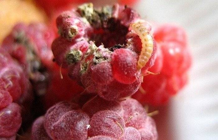 Обработка малины от болезней и вредителей, в том числе весной: чем опрыскать растение от червей, антракноза, гнили