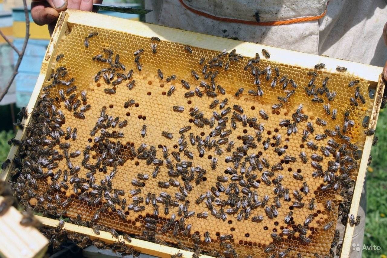 Породы пчел в беларуси фото