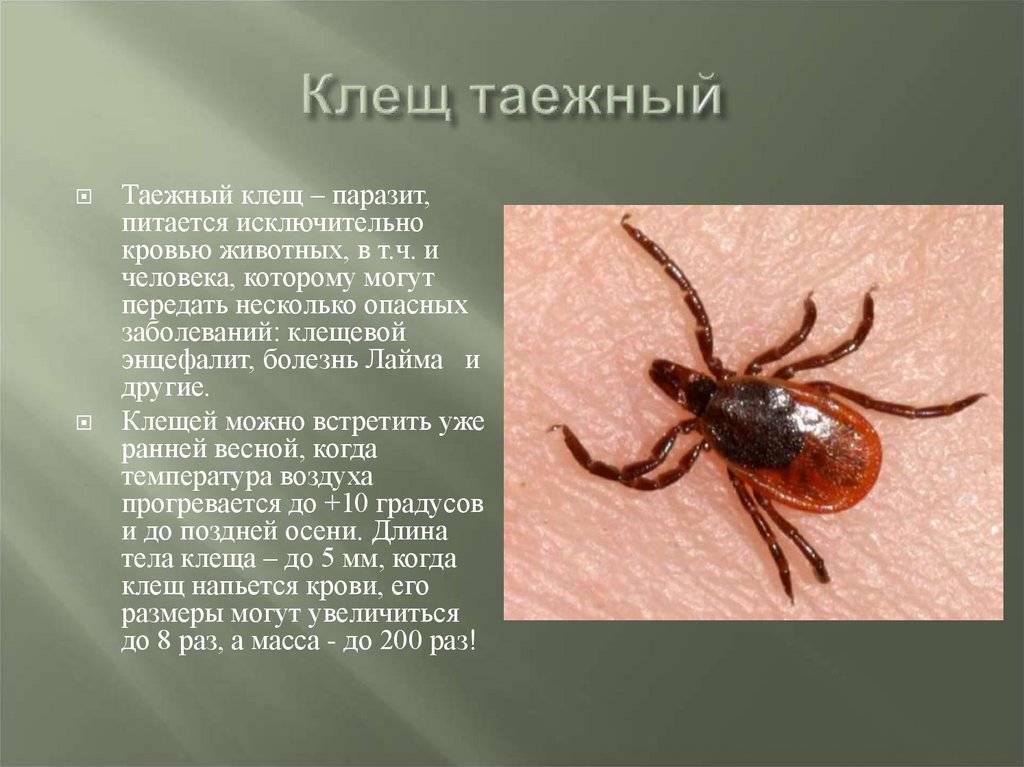 Презентация на тему энцефалитный клещ - 95 фото