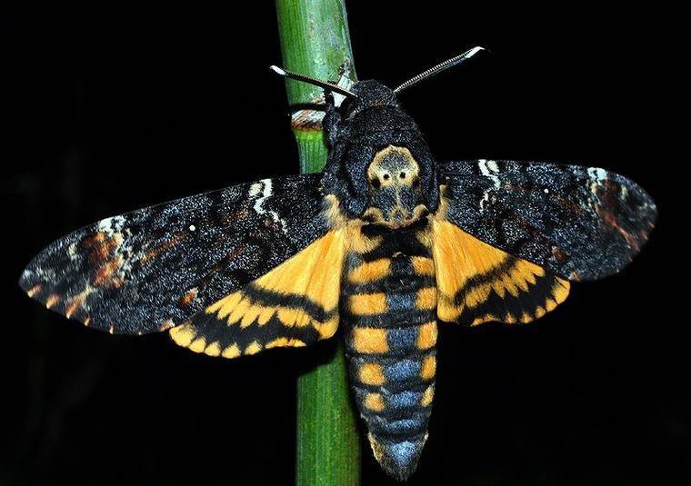 Бабочка — как выглядят, строение, виды, питание, превращение, фазы жизни + 118 фото