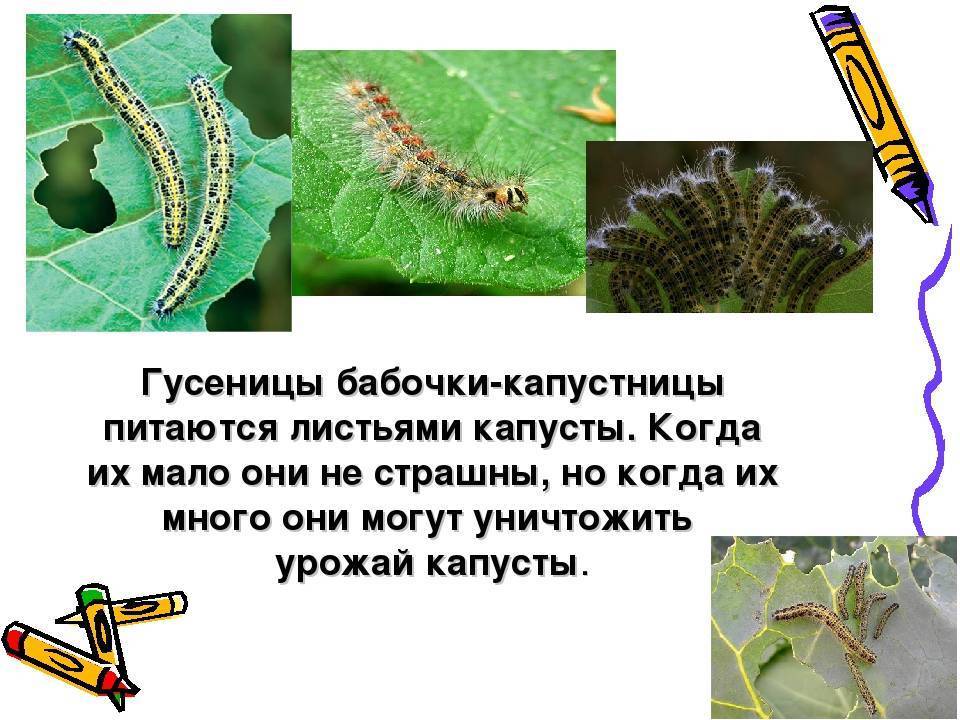 Капустница бабочка. образ жизни и среда обитания капустницы | животный мир