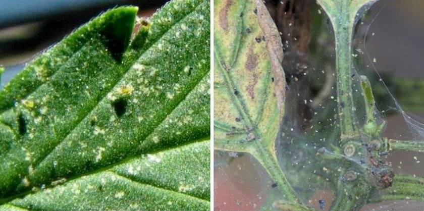 Паутинный клещ на комнатных растениях и в огороде: как бороться в домашних условиях, фото, симптомы заражения