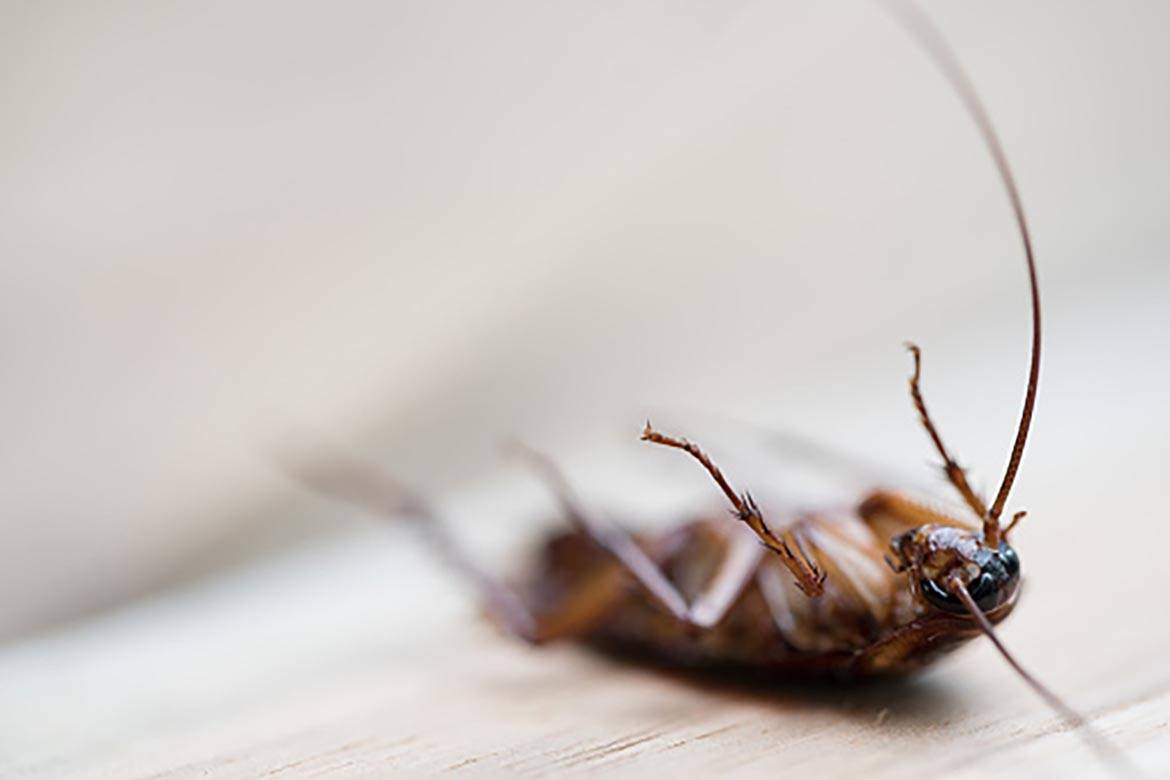Сколько способны прожить тараканы без воды и еды