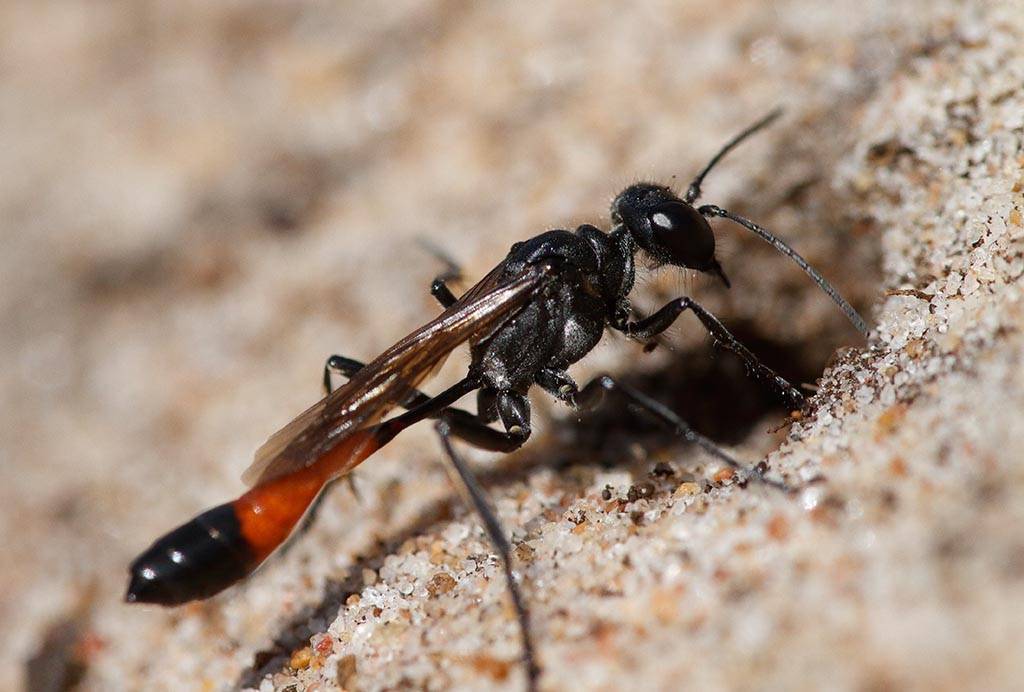 Оса насекомое. образ жизни и среда обитания осы | животный мир