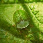 Свекловичная щитоноска – развитие вредителя маревых и способы борьбы