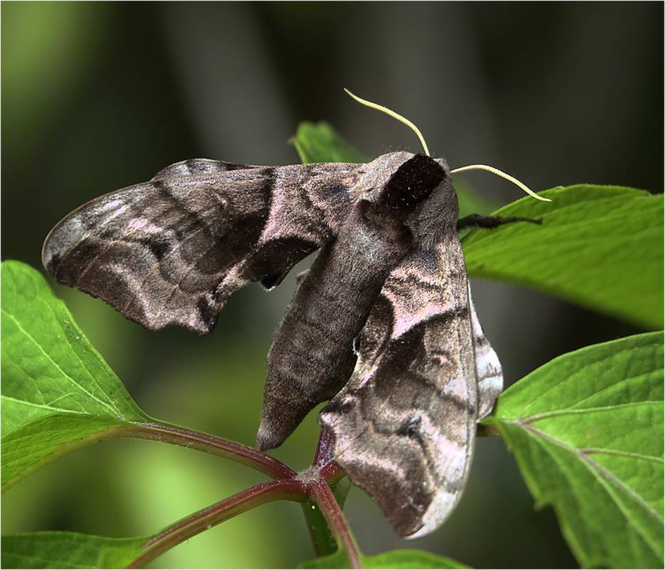 Бабочка бражник — описание, среда обитания, виды
