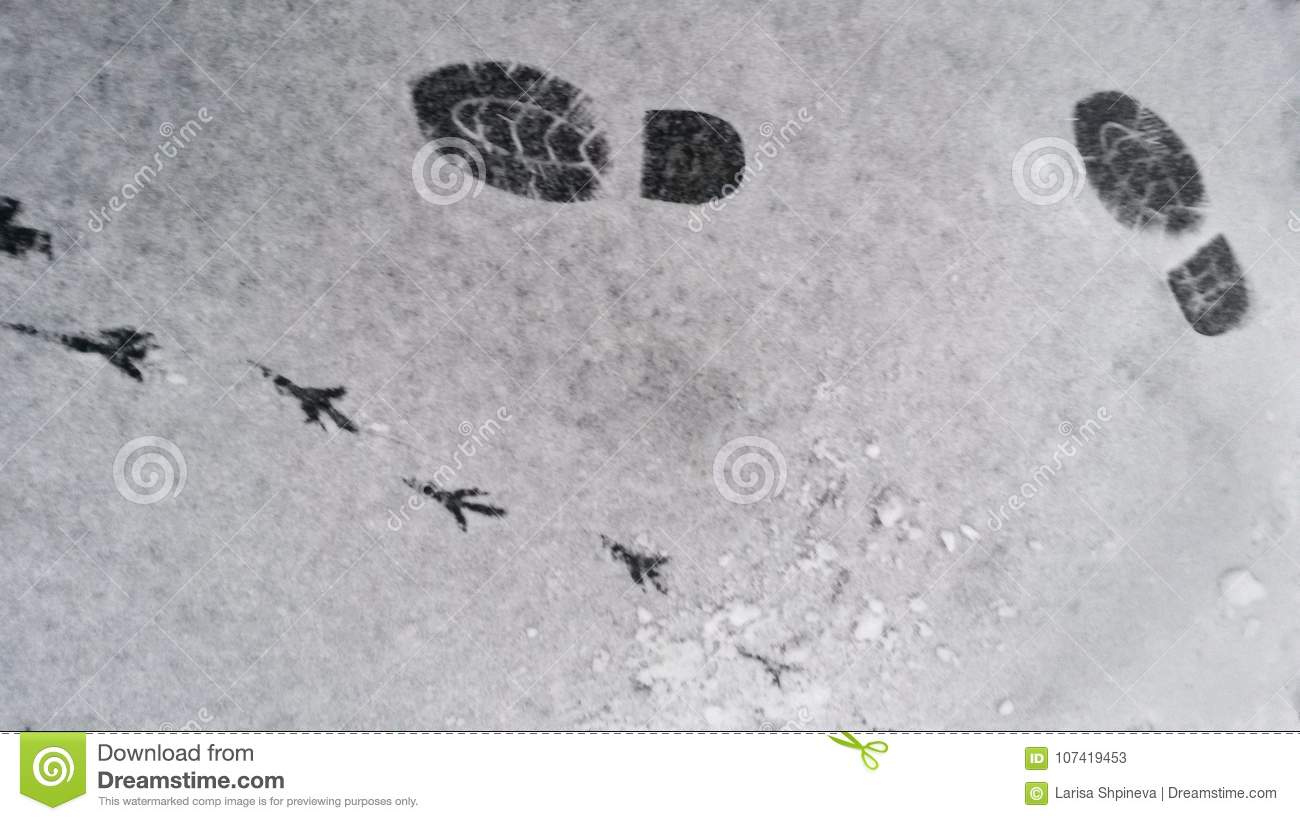 Исследование следов животных на снегу