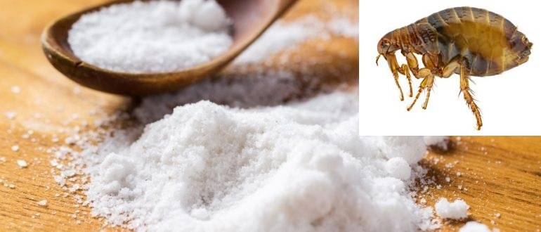 Соль и сода против блох: какие пропорции соды и соли использовать?