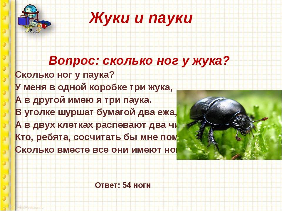Сколько лап у жука: строение и предназначение конечностей