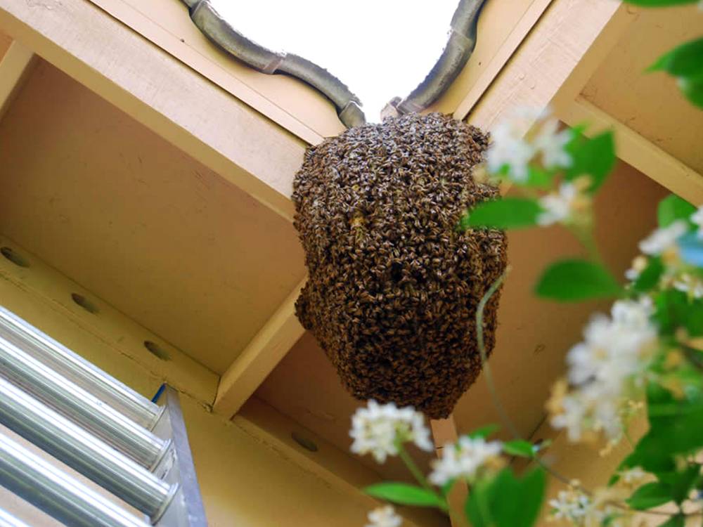 Пчелы в доме и как от них избавиться