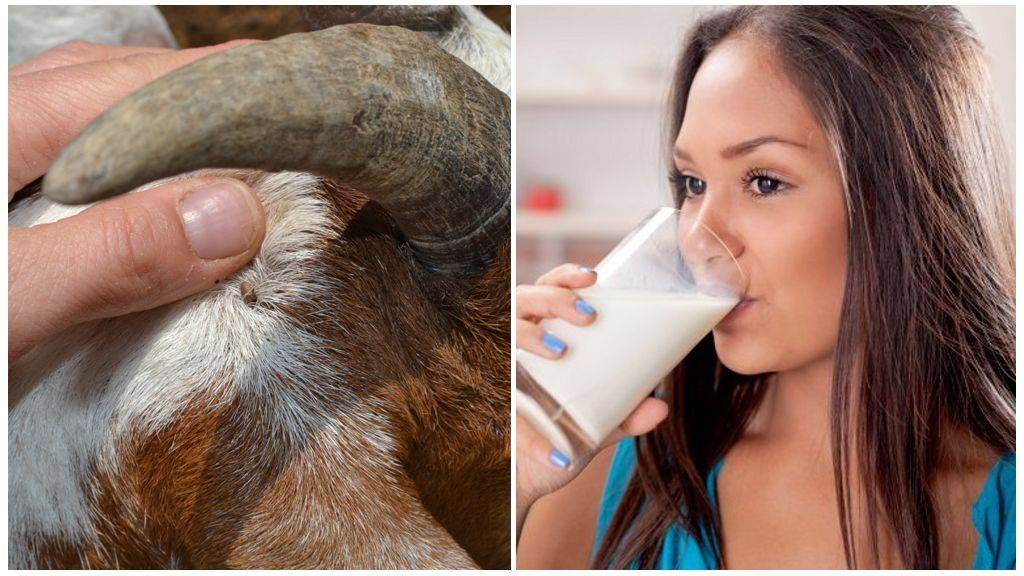 Опасно ли козье молоко: вторая сторона полезного продукта